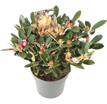 Rhododendron FloraSelf Rhododendron tsariense 'Queen Bee' H 30-40 cm Co 5 L duftend