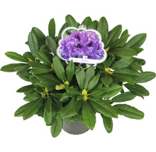 Rhododendron im Topf mit violetten Blüten und grünen Blättern