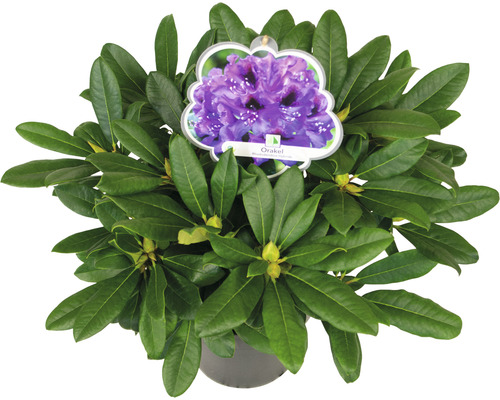 Rhododendron im Topf mit violetten Blüten und grünen Blättern