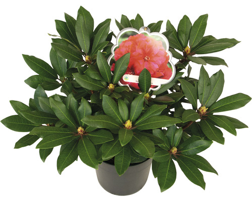 Großblumige Alpenrose FloraSelf Rhododendron Hybride 'Karl Naue' H 30-40 cm Co 5 L