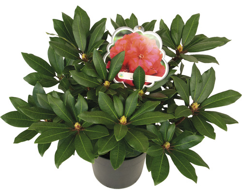 Großblumige Alpenrose FloraSelf Rhododendron Hybride 'Karl Naue' H 30-40 cm Co 5 L Rhododendron im Topf mit Blüte