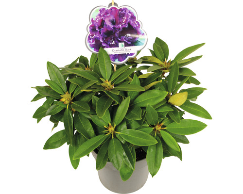 Rhododendron Dramatic Dark im Topf