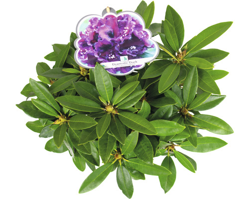 Rhododendron Dramatic Dark Pflanze im Topf