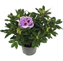 Rhododendron im Topf mit Blütenschild