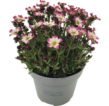 Saxifraga Blüte im Topf