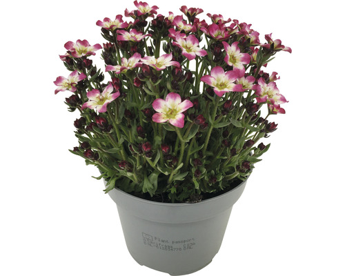 Saxifraga Blüte im Topf