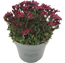 Saxifraga in einem Topf