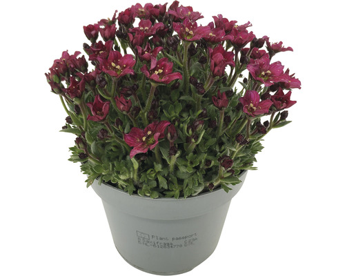 Saxifraga in einem Topf