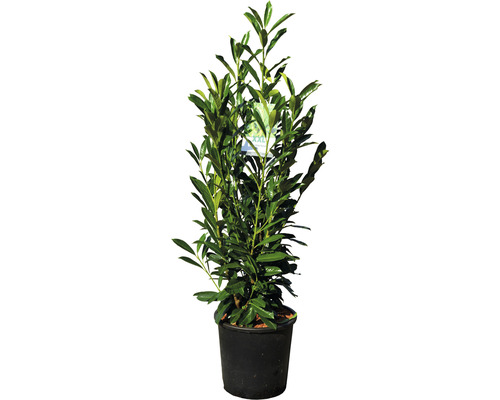 Kirschlorbeer FloraSelf Prunus laurocerasus 'Elly' H 80-100 cm Co 18 L Lorbeerkirsche im Topf