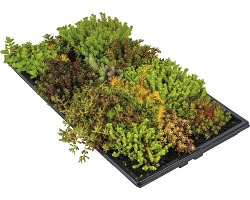 Steingartenmatte Flächenbegrünung 52x28 cm Sedumsprossen in einer Anzuchtplatte für Dachbegrünung