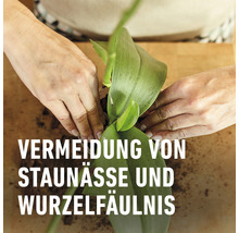 Orchideenerde COMPO SANA® 5 L