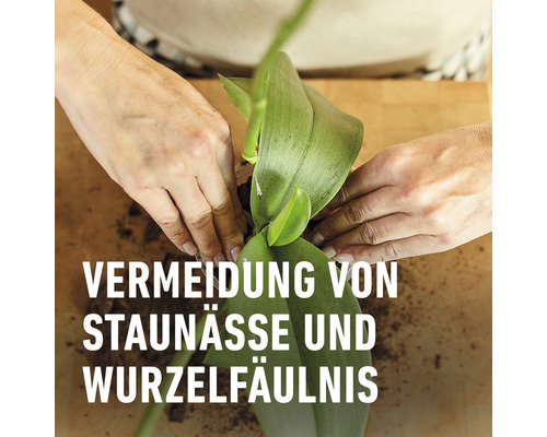 Hände pflanzen Orchidee zur Vermeidung von Staunässe und Wurzelfäulnis