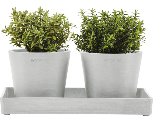 Zwei Topfpflanzen in grauen Töpfen auf einer grauen Untersetzerplatte