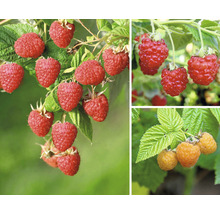 Nahaufnahme von roten und gelben Himbeeren an Sträuchern