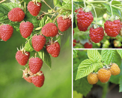 Bio Himbeere Trio Spalier FloraSelf Bio Rubus idaeus H 50-60 cm Co 6 L, 3 verschiedenen Sorten, gelbe, rote Beeren, bildet Ausläufer