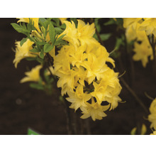 Gelbe Azaleenblüten mit grünen Blättern