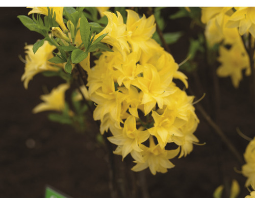 Gelbe Azaleenblüten mit grünen Blättern
