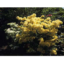 Gelber Rhododendronbusch im Garten.