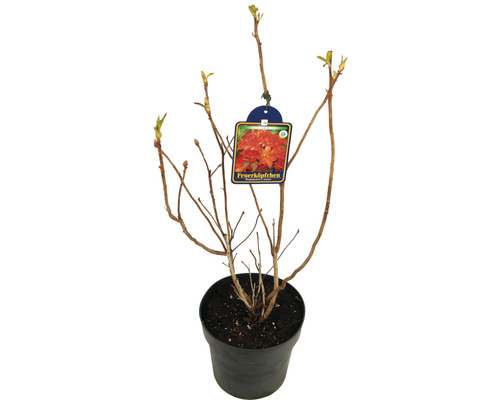 Rhododendron Feuerköpfchen im Topf