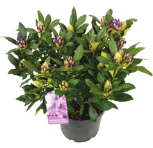 Rhododendron im Topf mit Blütenknospen