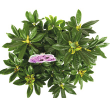 Ansicht von oben einer Rhododendron Pflanze mit Blättern und einem Etikett