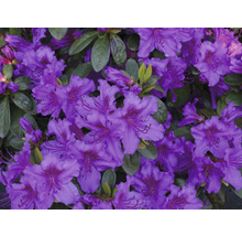 Nahaufnahme von lila blühenden Rhododendronblüten