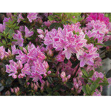 Azaleenstrauch mit Blüten und Knospen