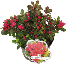 Rhododendron obtusum Canzonetta im Topf mit roten Blütenknospen