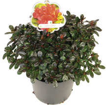 Topf-Azalee Canzonetta im Topf
