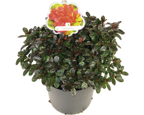 Topf-Azalee Canzonetta im Topf
