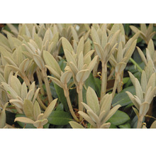 Alpenrose FloraSelf Rhododendron bureavii 'Hydon Velvet' H 30-40 cm Co 5 L kalktolerant