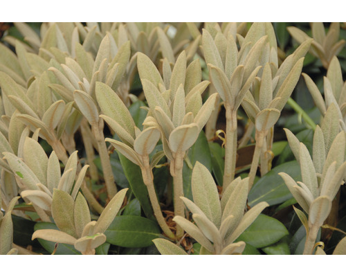 Alpenrose FloraSelf Rhododendron bureavii 'Hydon Velvet' H | HORNBACH