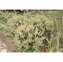Alpenrose FloraSelf Rhododendron bureavii 'Hydon Velvet' H 30-40 cm Co 5 L kalktolerant