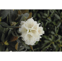 Nahaufnahme einer weißen Rhododendronblüte im Garten
