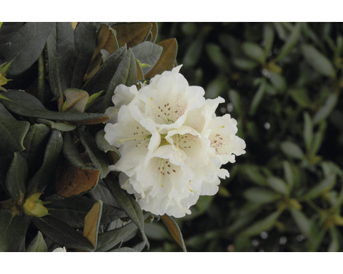 Rhododendron FloraSelf Rhododendron taliense 'Honigduft' H 30-40 cm Co 5 L duftend Nahaufnahme einer weißen Rhododendronblüte im Garten