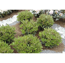 Gartenlandschaft mit Rhododendren, Kies und Glasstücken