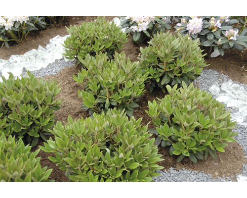 Gartenlandschaft mit Rhododendren, Kies und Glasstücken