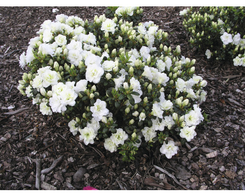 Japanische Azalee FloraSelf Rhododendron obtusum 'Schneeperle' H 25-30 cm Co 3 L Azalee mit weißen Blüten