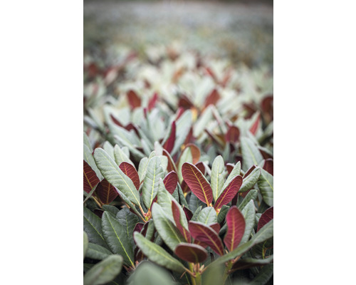 Großblumige Alpenrose FloraSelf Rhododendron Hybride ’Wine and Roses'® H 30-40 cm Co 5 L