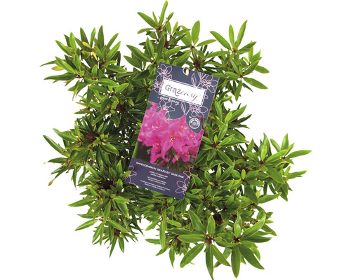 Rhododendron Graziösbusch mit Etikett