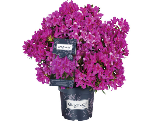 Rhododendron Grazeasy im Topf mit zahlreichen Blüten