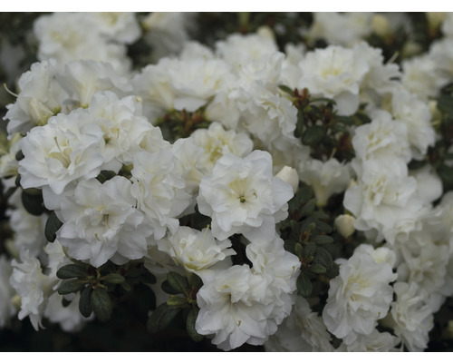 Japanische Azalee FloraSelf Rhododendron obtusum 'White Pearl' H 25-30 cm Co 3 L Nahaufnahme einer weißen Azalee