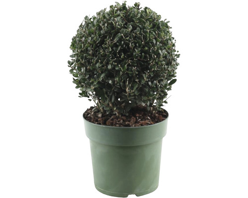 Bergilex Kugel FloraSelf Ilex crenata 'Jenny' Durchmesser ca. 20 cm Co 2,5 L weibliche Sorte