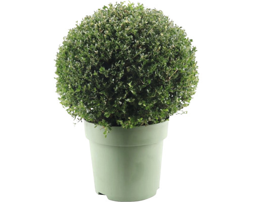 Bergilex Kugel FloraSelf Ilex crenata 'Glory Gem' Durchmesser ca. 50 cm Co 15 L weibliche Sorte