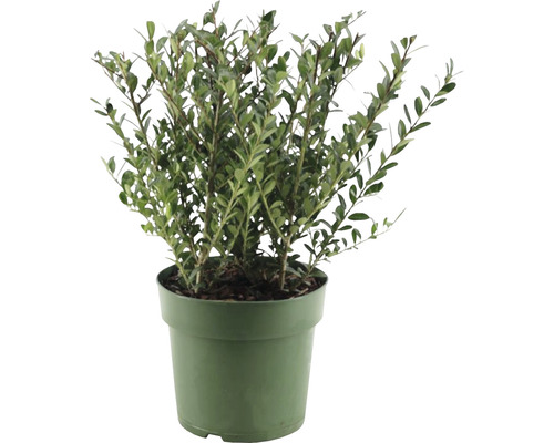 Bergilex FloraSelf Ilex crenata 'Jenny' H 15-25 cm Co 2,5 L weibliche Sorte