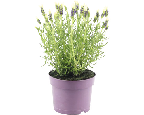 Schopflavendel FloraSelf Lavandula stoechas 'Anouk' H 20-25 cm Ø 15 cm Topf weiß