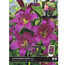 Verpackung mit drei Lilien Purple Prince Blumenzwiebeln