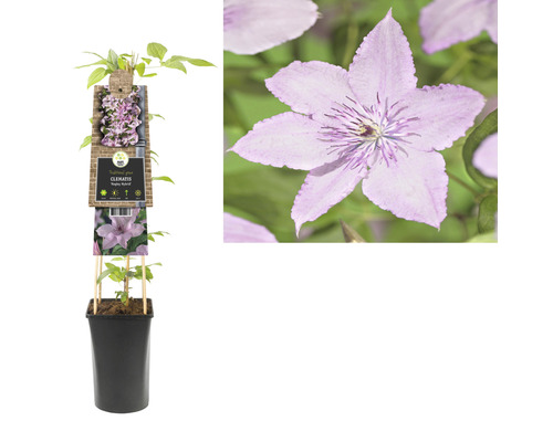 Clematis Pflanze im Topf