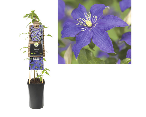 Clematis im Topf mit Rankhilfe und Blütenabbildung