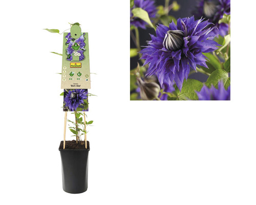 Clematis im Topf mit Pflanzenetikett und Blütenabbildung